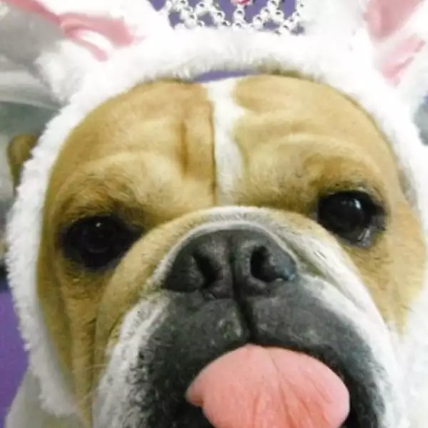 perros disfraz Halloween 