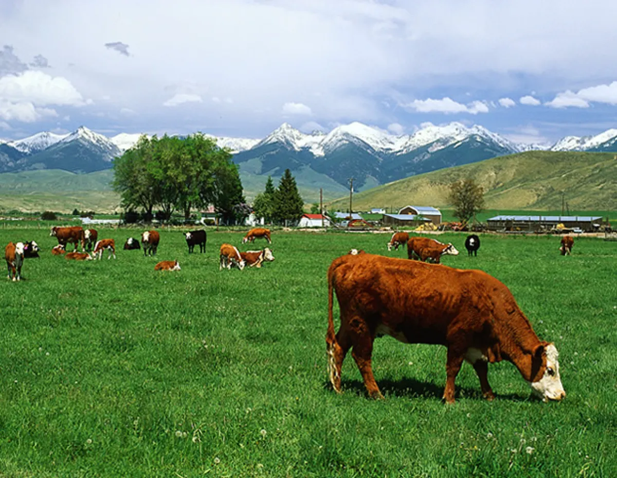Es recomendable comer proteína animal orgánica.