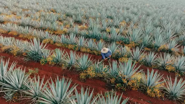 AGAVE-DIAGEO-JALISCO.jpg
