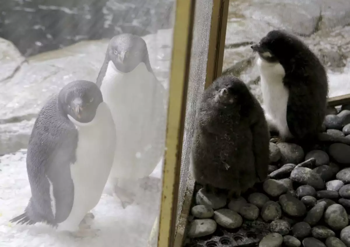 Pingüinos de Adelia