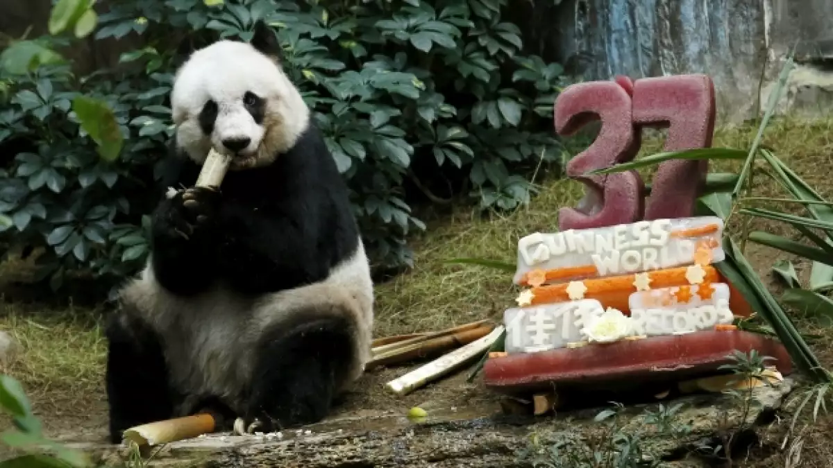 jia jia panda china