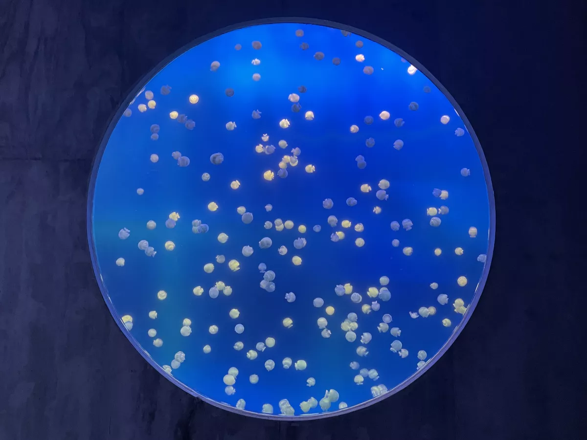 Acuario de Mazatlán