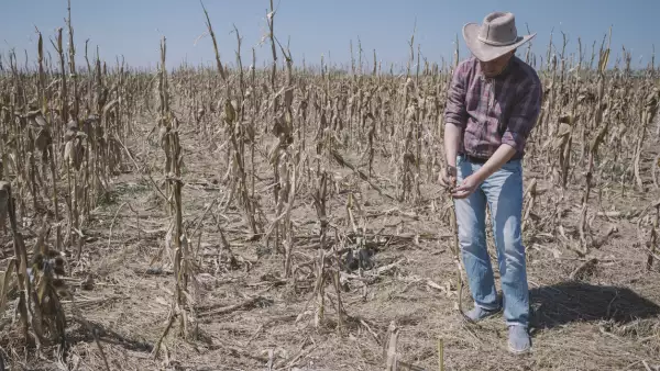 Corn crops destroyed by drought and disease