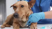 Enfermedad respiratoria en perros