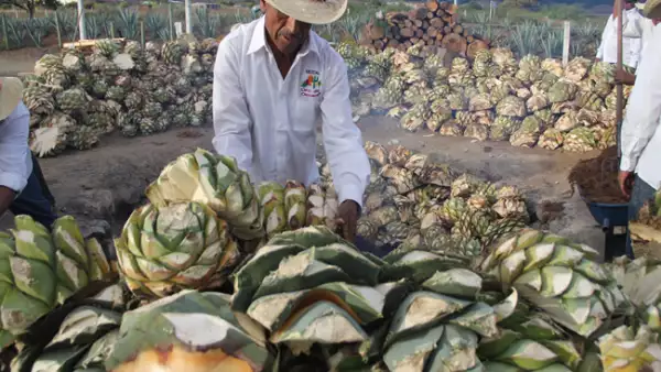Mezcalera Oro de Oaxaca