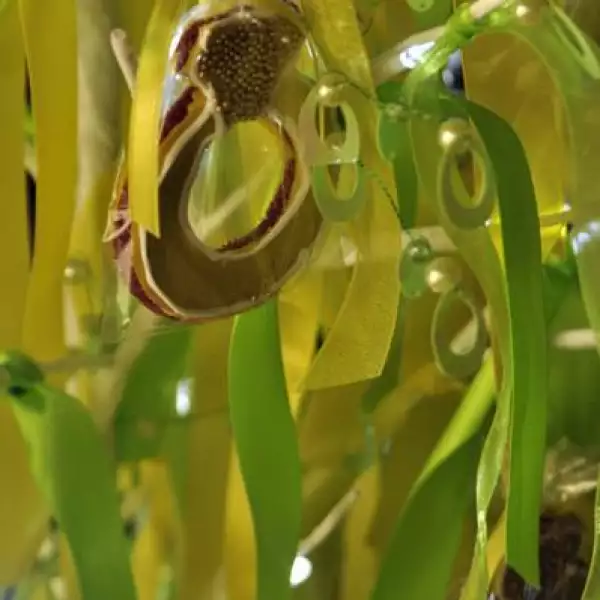 Bienvenida y Fiesta de compromiso