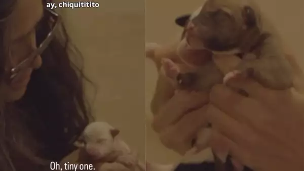 salma hayek perritos (2).png