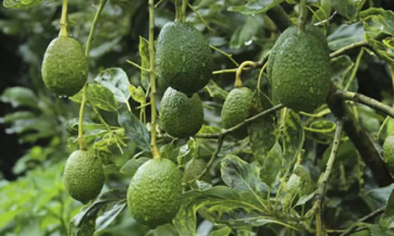 Aguacate Producci�n