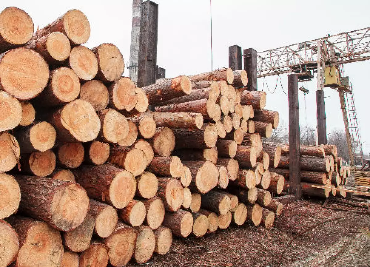 troncos de madera