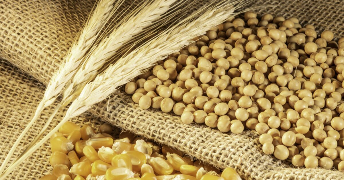 İflas riskiyle karşı karşıya kalan Sonora çiftçileri garantili fiyat istiyor