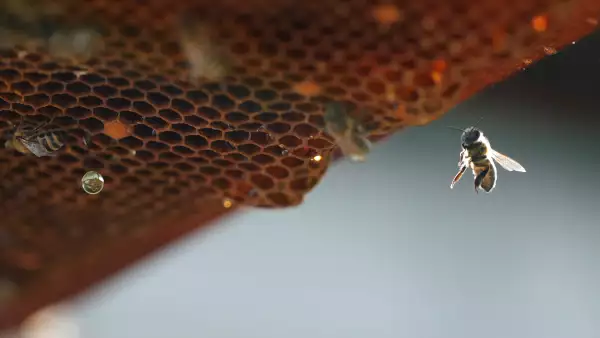 Abejas