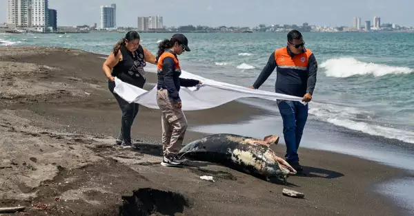 derrame_petroleo_pemex_golfo_mexico (1).jpg