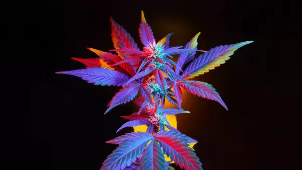 Cannabis with colorful vibrant leaves. Marijuana multicolor hybrid plant on black background.