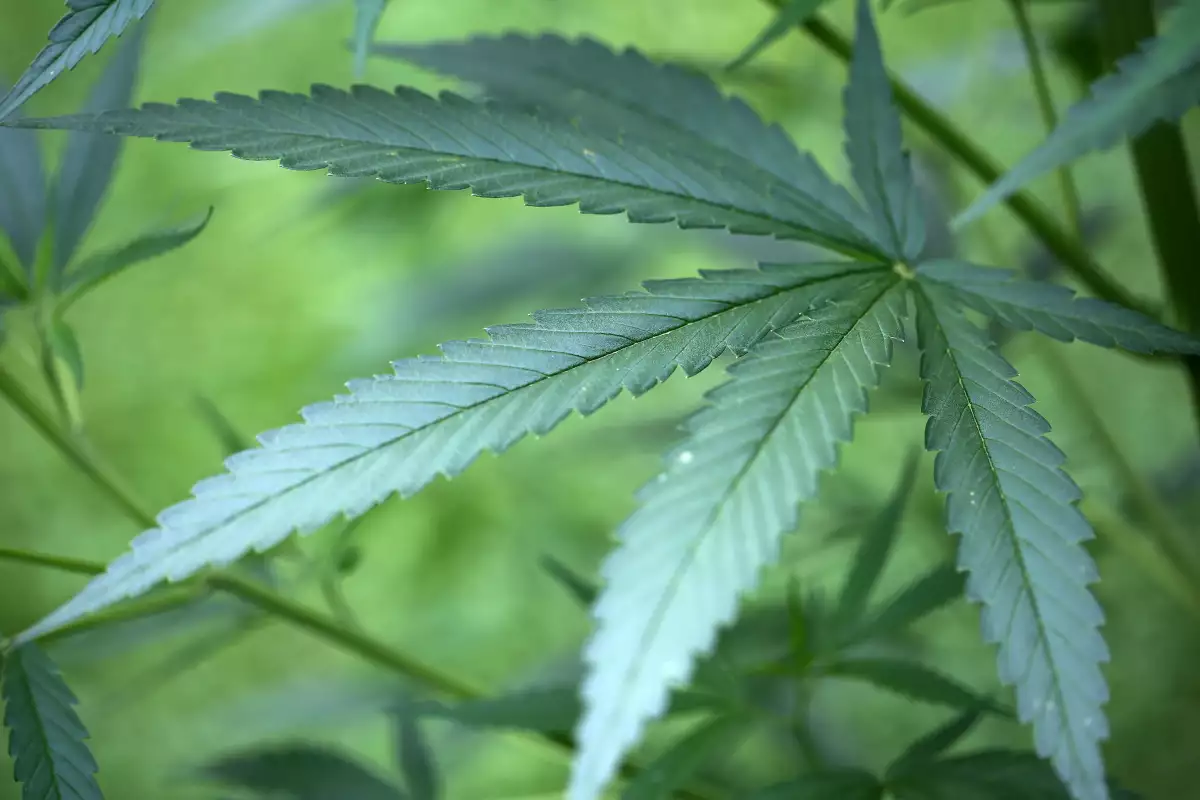 El gabinete alemán decidió legalizar la marihuana en 2017 para los pacientes que "no tienen otra alternativa terapéutica".