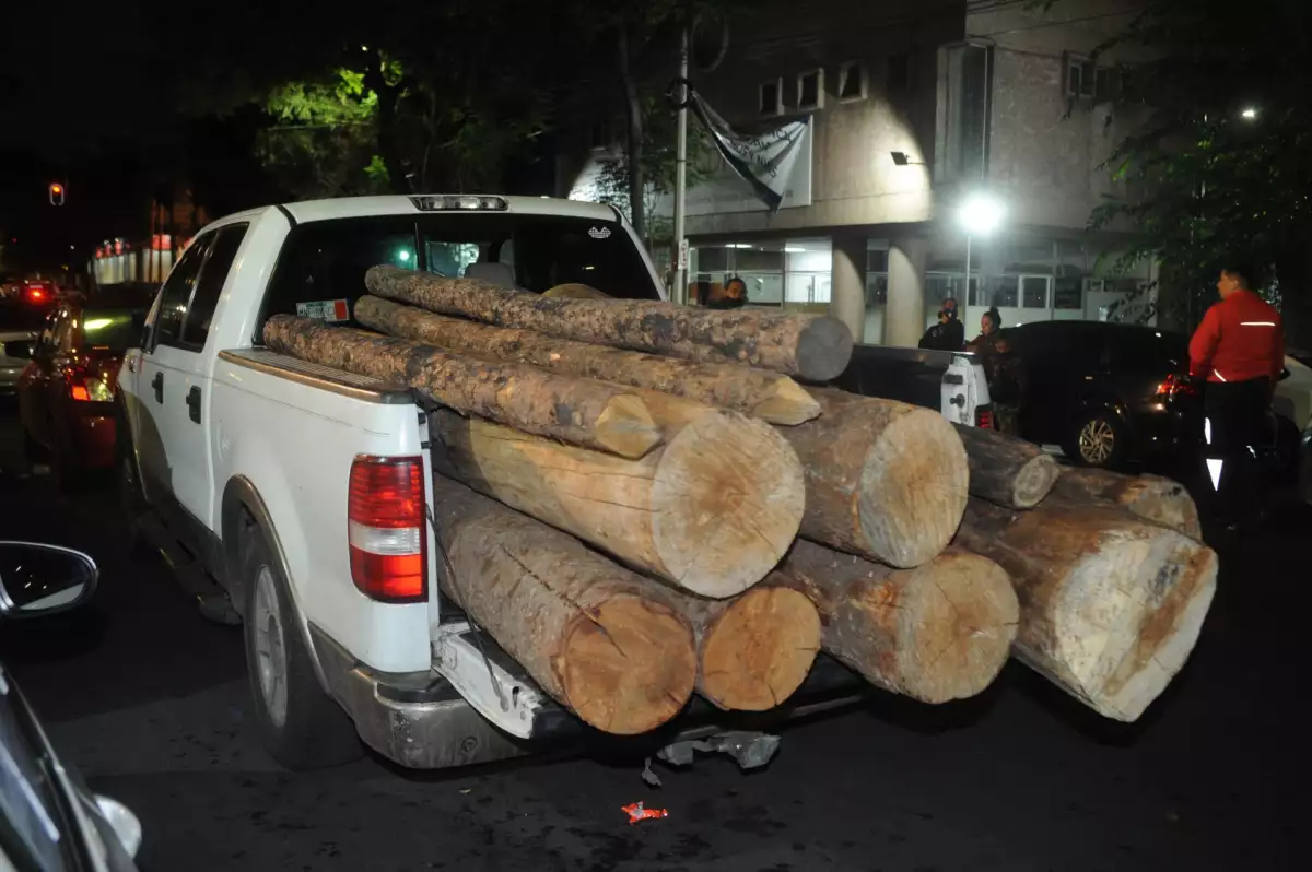 como-pedir-que-poden-un-arbol-cdmx