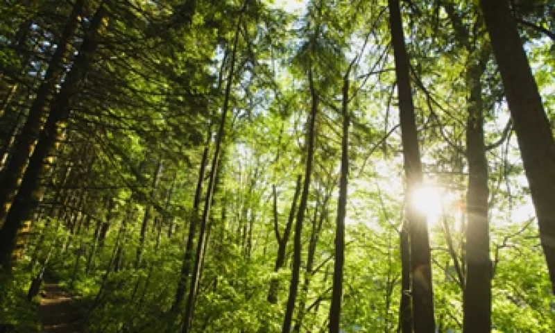 Más de 300 millones de dólares se destinarán a las iniciativas propuestas e implementadas por comunidades forestales. (Foto: Thinkstock)