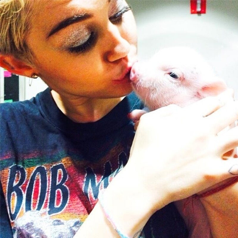Miley Cyrus presumió el amor por esta cerdita, que luce muy femenina con esmalte en sus uñas.
