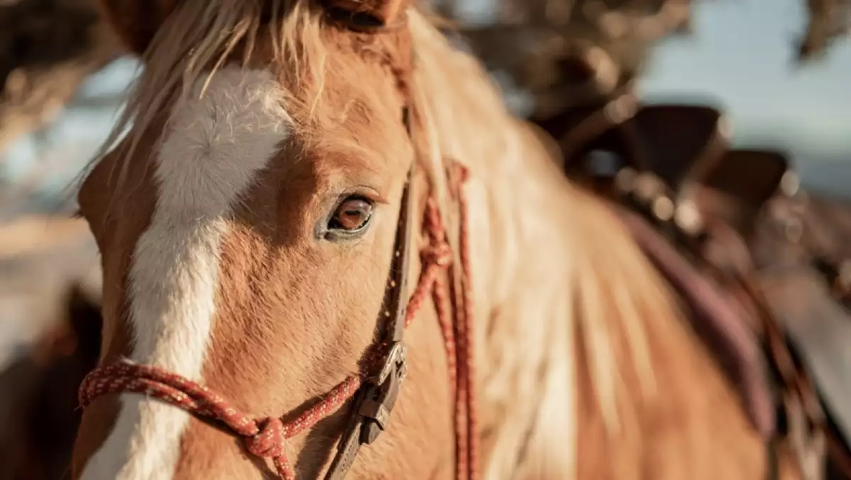 Estudio afirma que los caballos perciben el miedo de los humanos