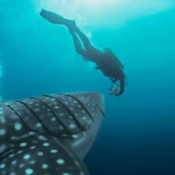 ambiente, conservacion, ballena, mar, oceano, buzo, biodiversidad, 