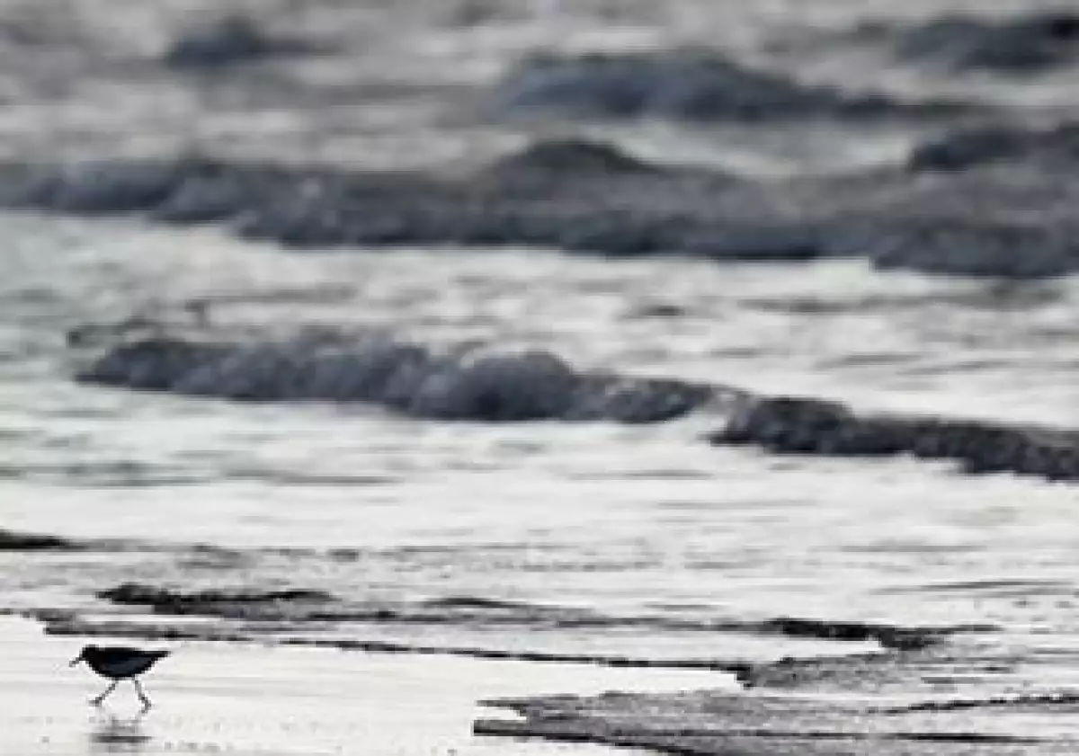 Las especies animales ya resienten el daño en su ecosistema por el derrame petrolero. (Foto: AP)