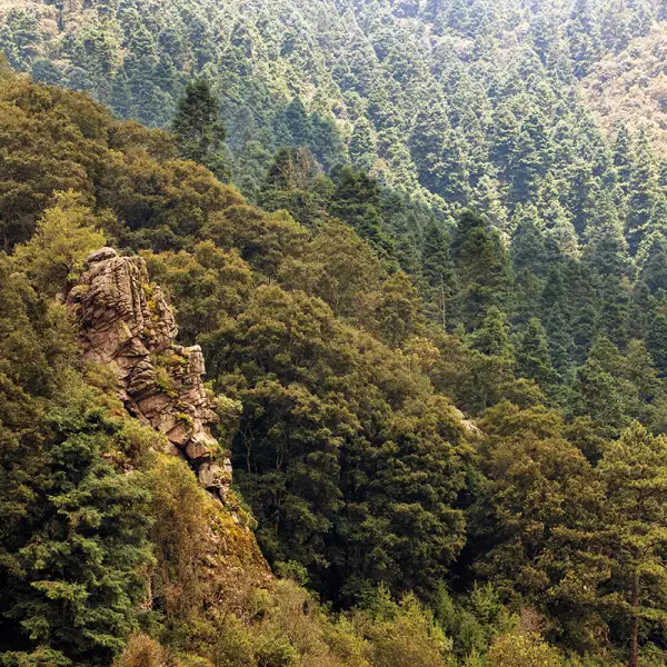 Recuperar los bosques para vivir