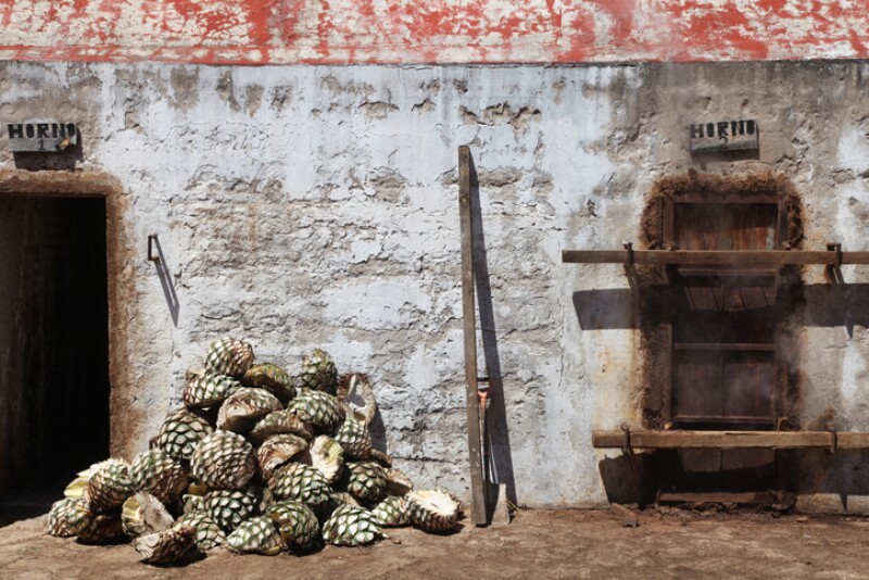 Agaves