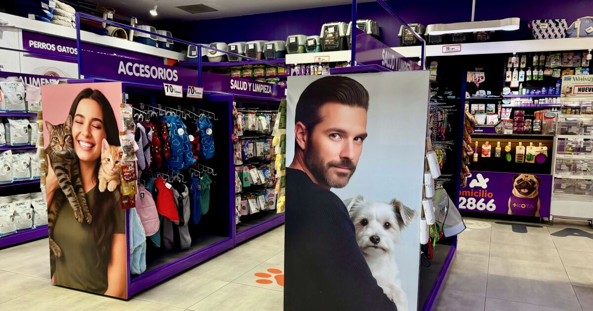 Meksika zincirinin iflasın ardından ve hayvan satışı yapılmadan geri dönüşü