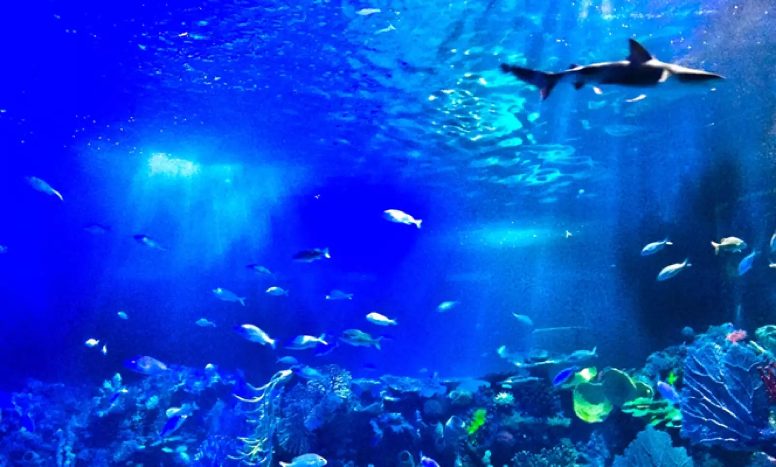 los tiburones, tortugas, caballitos de mar, pirañas, medusas, corales y barracudas que se podrán apreciar en 48 diferentes exhibiciones.