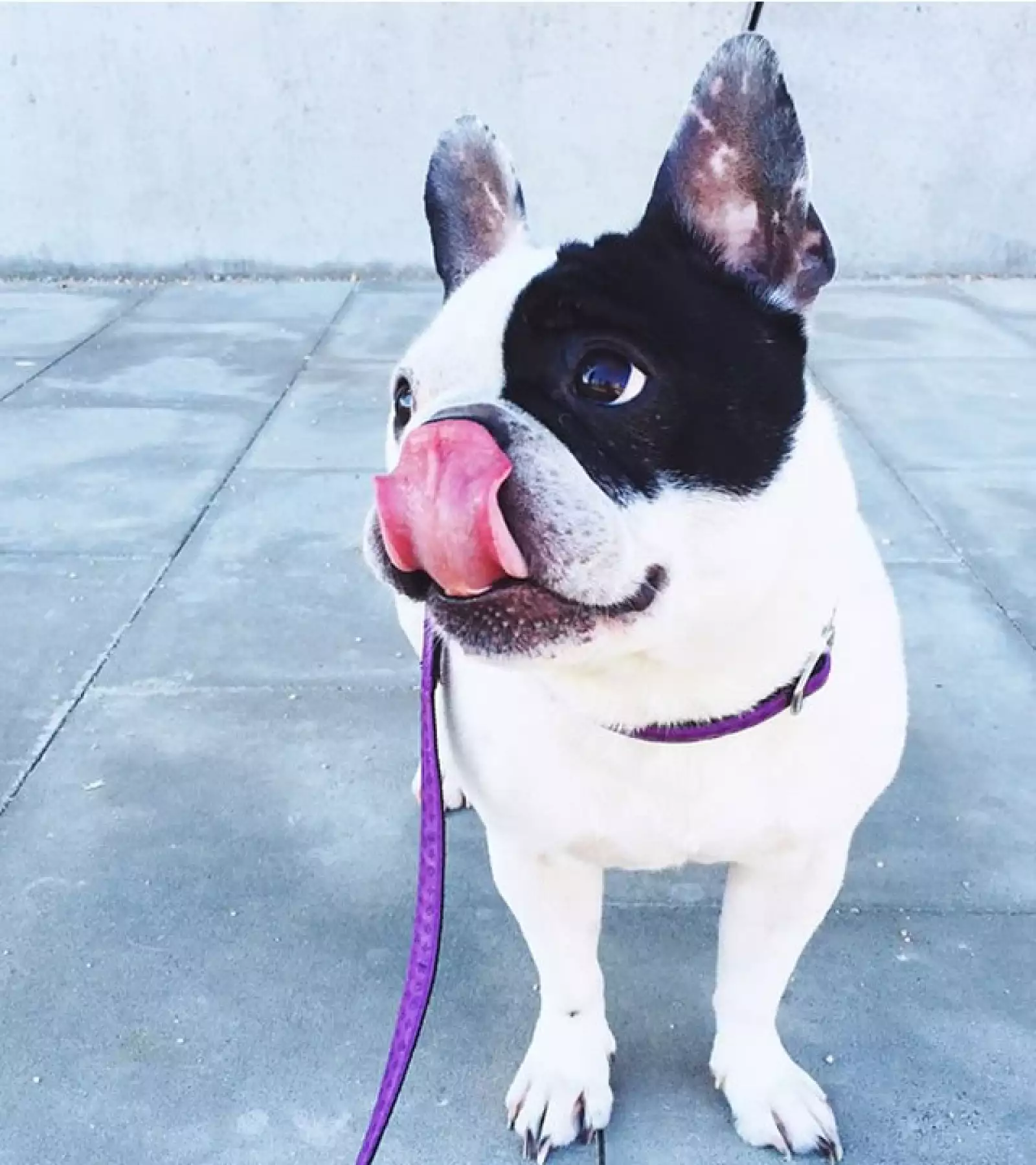 Pepa es una bulldog francés blanca con manchas negras.