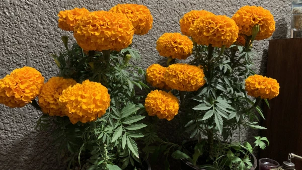 La cámara del iPhone Xr