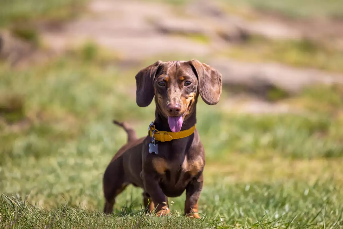 ¿Por qué es importante esterilizar a las mascotas? Un experto responde