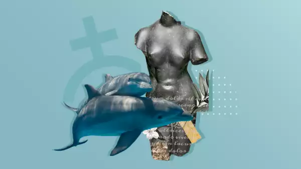 Delfines-sexualidad-clitoris