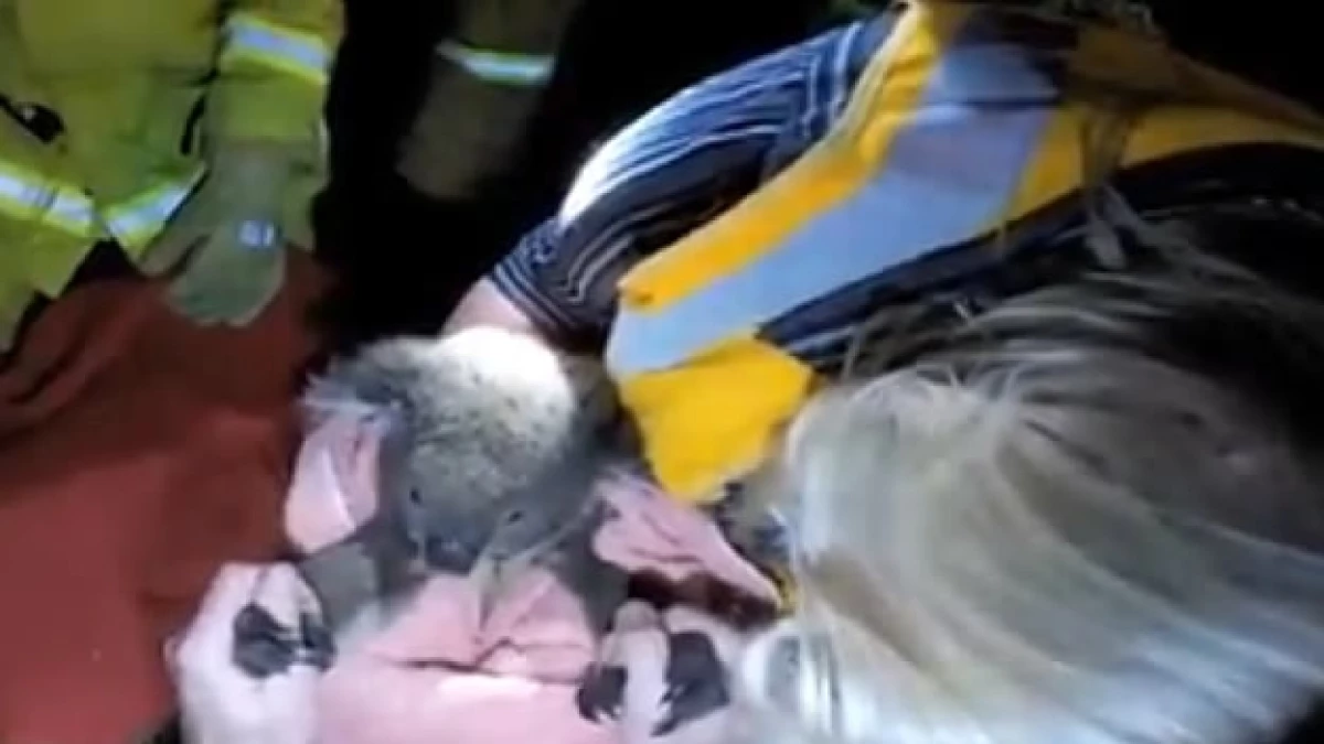 koala