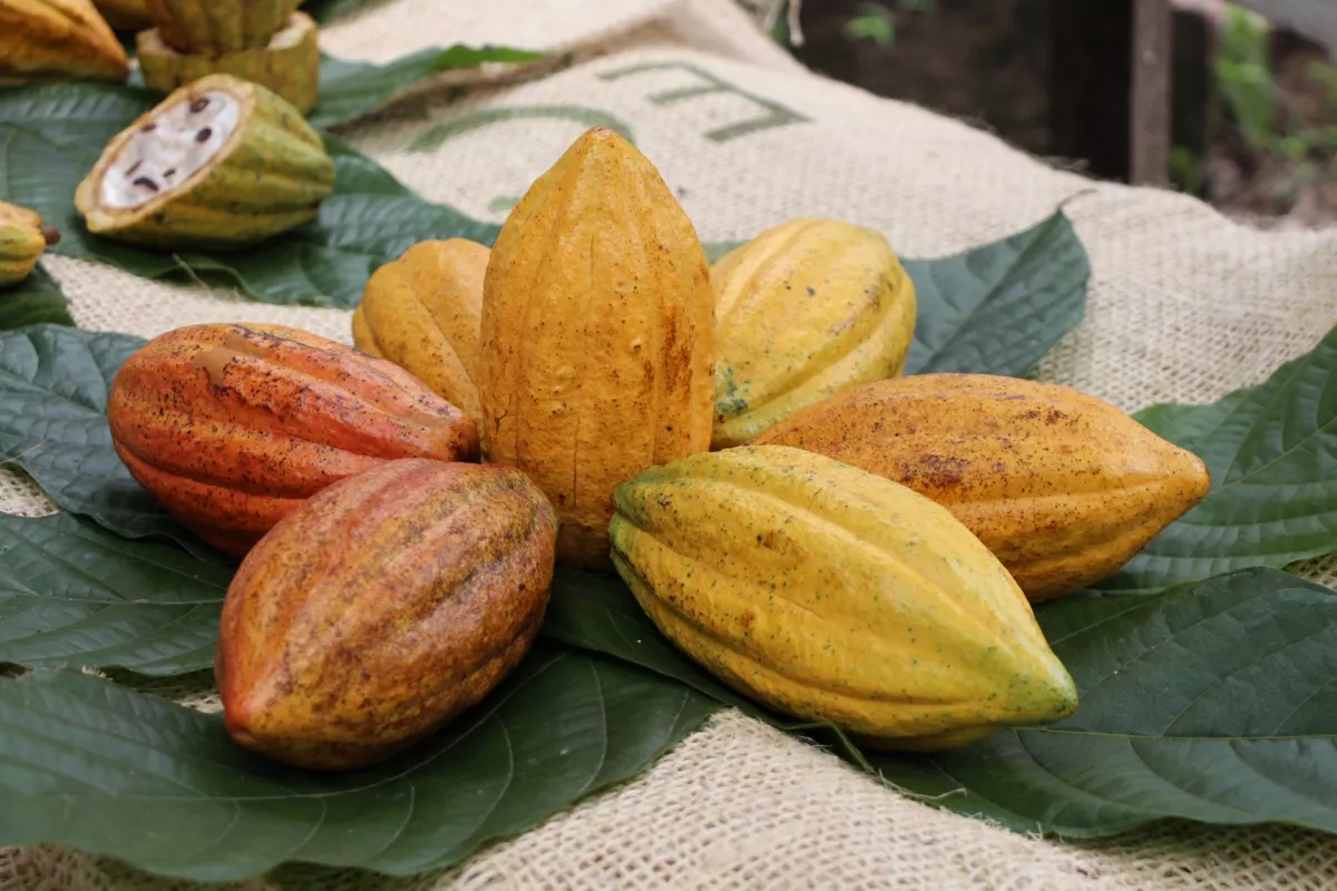 cacao