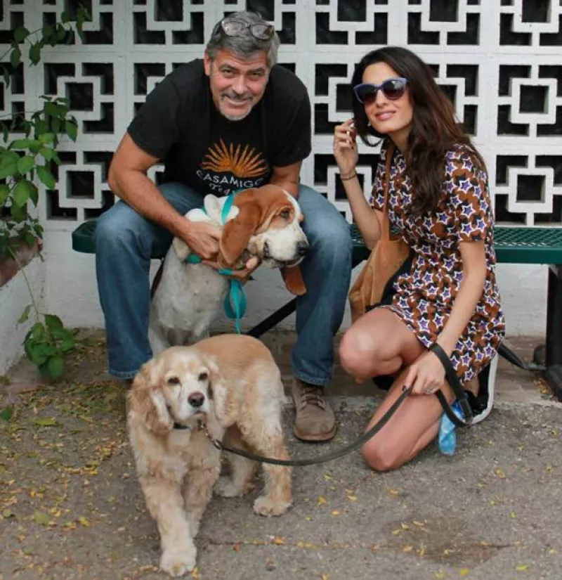 La popular pareja ha adoptado a esta encantadora basset hound, de nombre Millie, en un refugio de California.