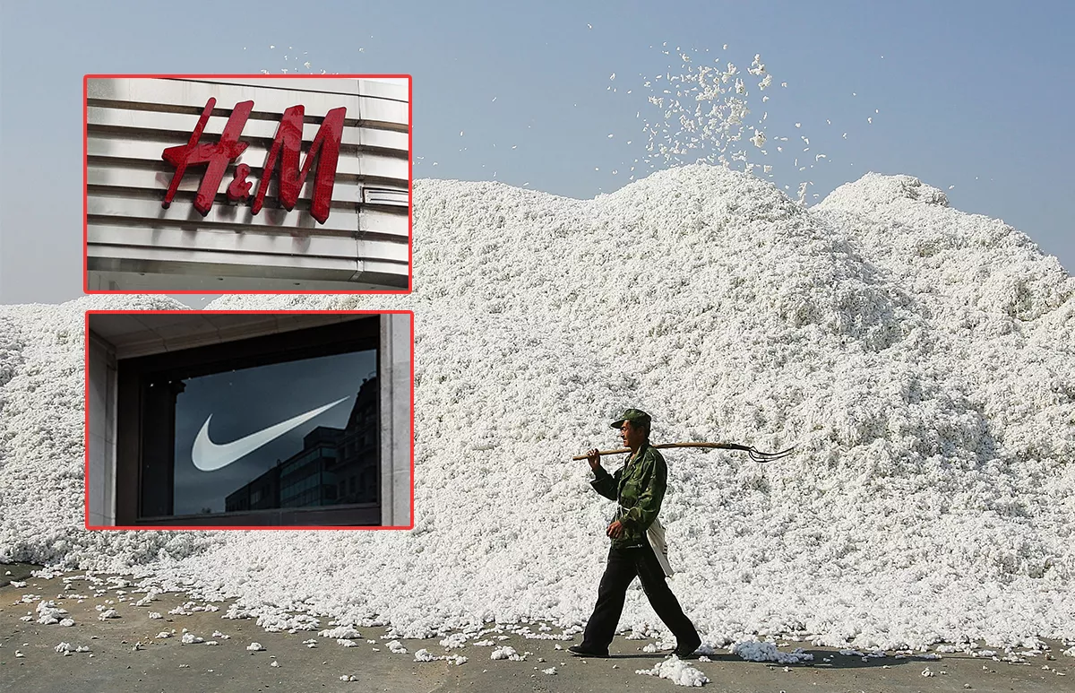 Xinjiang algodón uigures