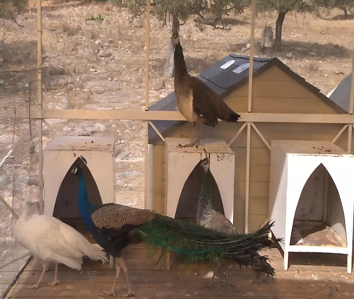 aves césar duarte.jpg