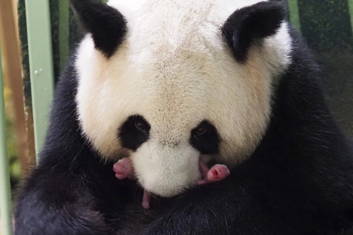 Zoo de Beauval: les jumeaux pandas sont n�s