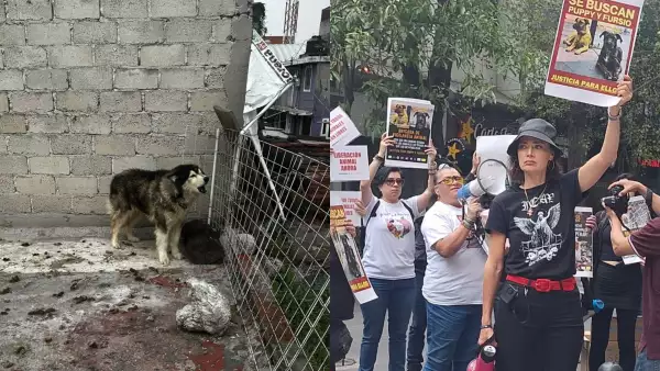 El maltrato animal persiste en la CDMX a pesar de que es delito: van 2,936 denuncias este año