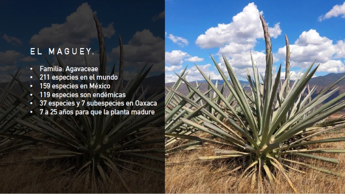 Proyecto Maguey
