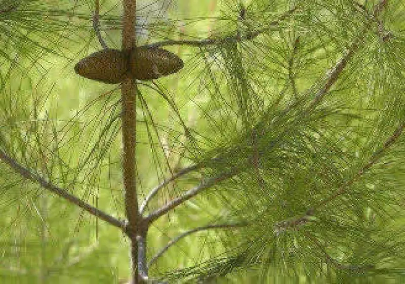 Banamex pretende sembrar 500,000 pinos en un año. (Foto: Jupiter Images)