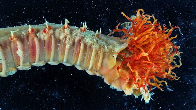 Misterioso ecosistema marino en la Antártida