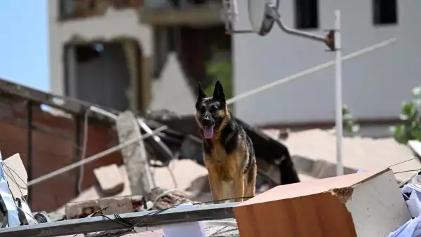 Un perro de rescate español busca posibles víctimas en los escombros de un edificio derrumbado en Catia La Mar, estado de La Guaira, Venezuela, el 28 de junio de 2026, tras los terremotos.