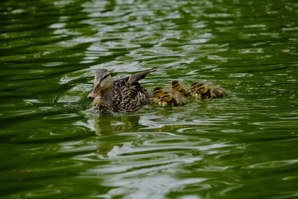 patos