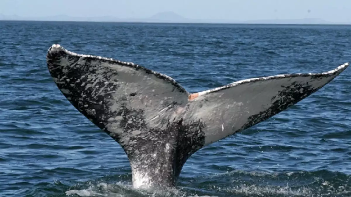 ballena