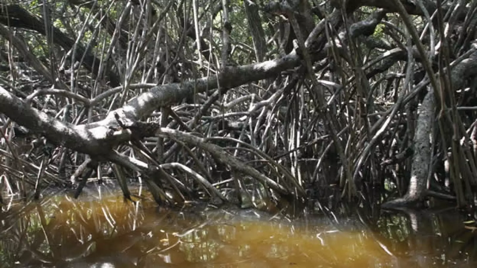 aves y humedales veracruz