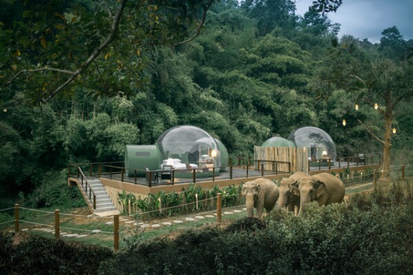 Jungle Bubbles at Dusk.jpeg