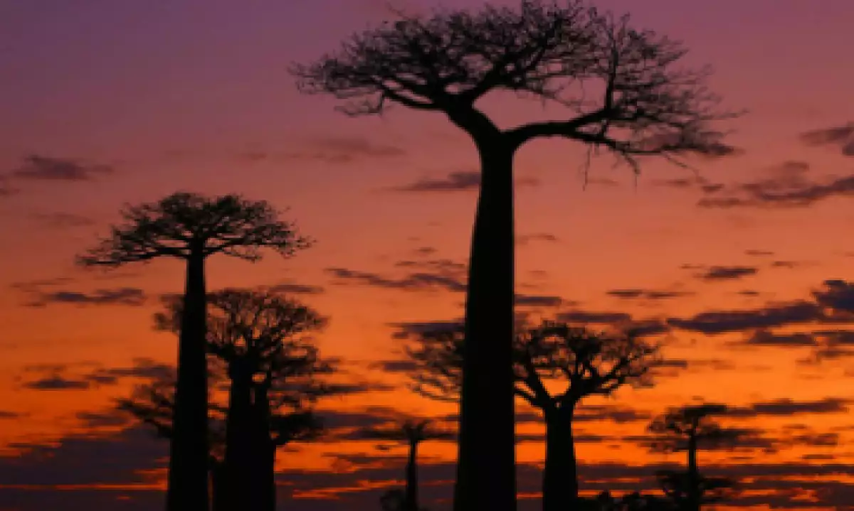 Los árboles Baobab de 1,000 años son el telón de fondo de intensos atardeceres rurales en Madagascar. (Foto: Anisha Shah )