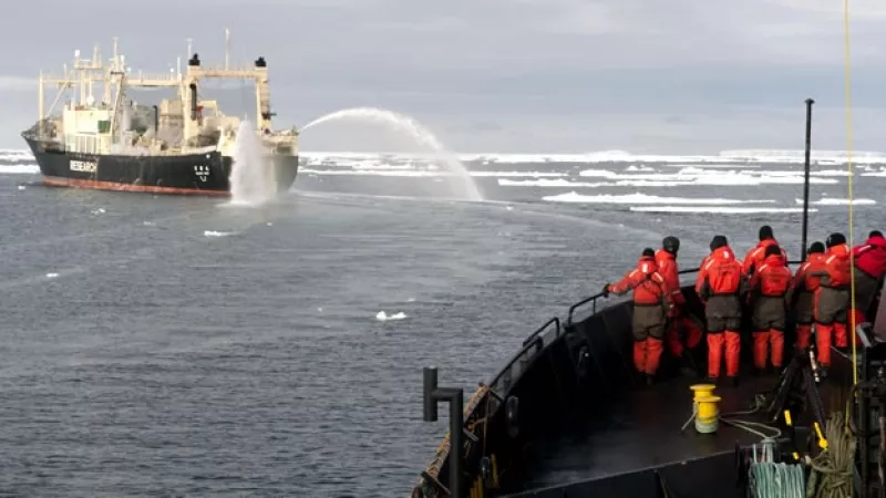 sea sheperd caza ballenas