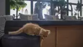 cafeteria-gatos-gaza